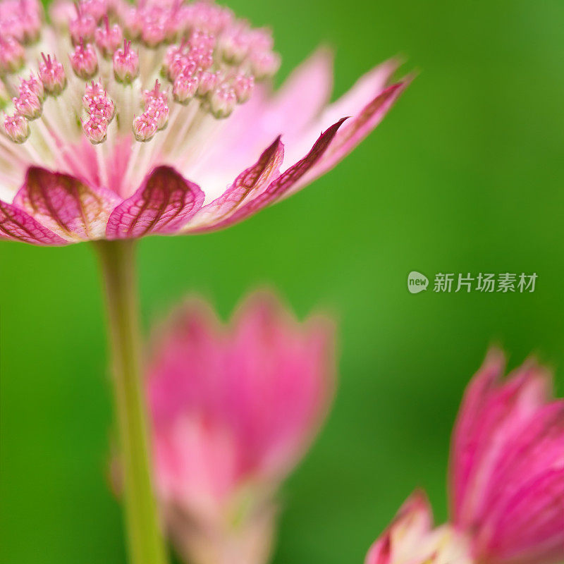 大麦草(Astrantia major)[方组成]- I